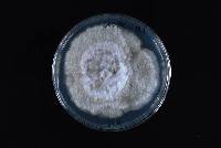 Phomopsis fukushii image
