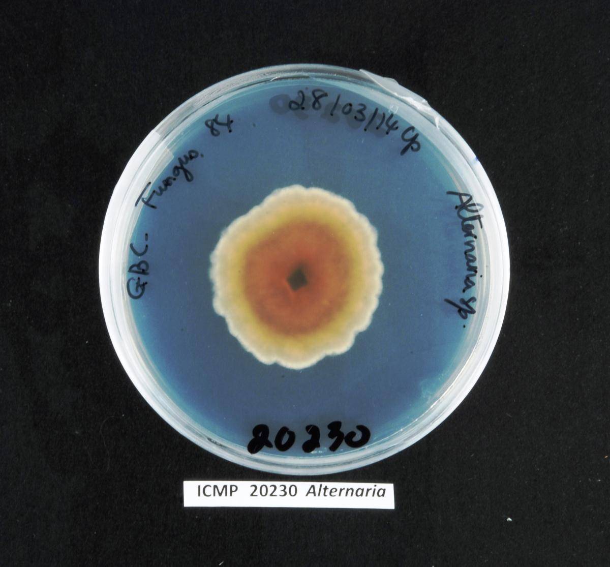 Alternaria multiformis image