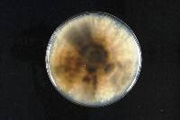 Phomopsis fukushii image