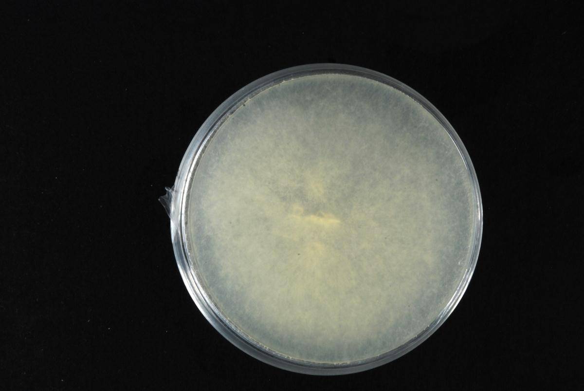 Achlya image