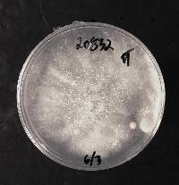 Fusarium oxysporum image