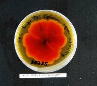 Epicoccum italicum image