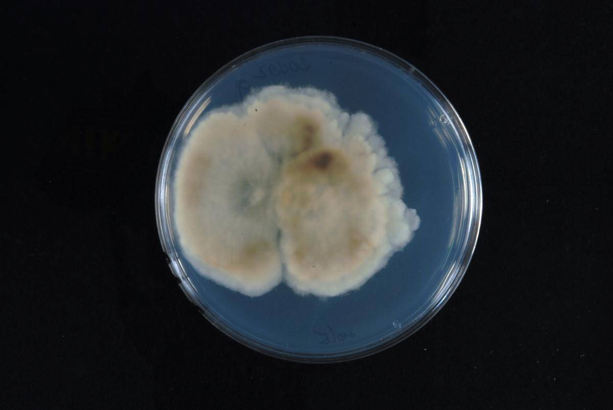 Phomopsis fukushii image