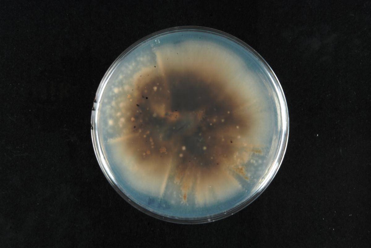 Phaeosphaeriopsis glaucopunctata image