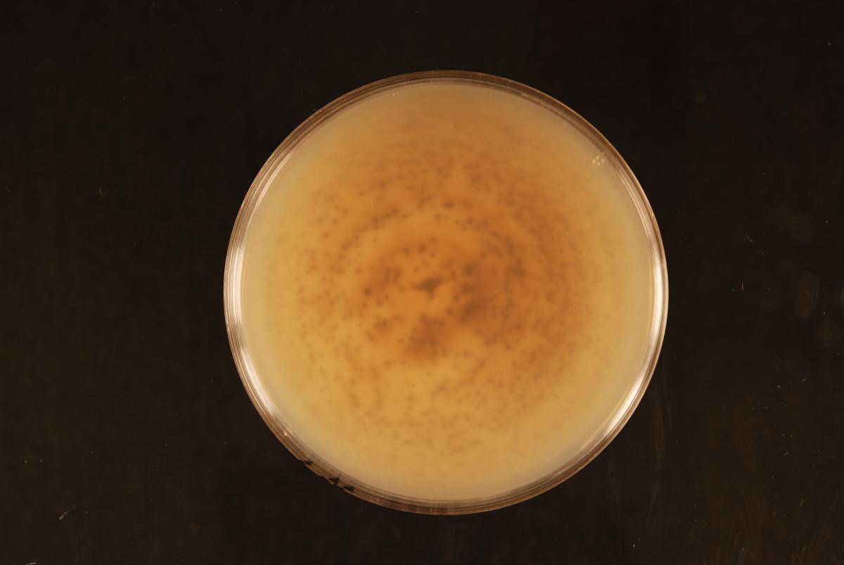 Discostroma corticola image