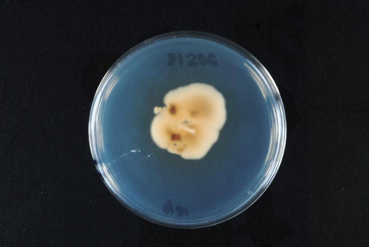 Pleurella ardesiaca image