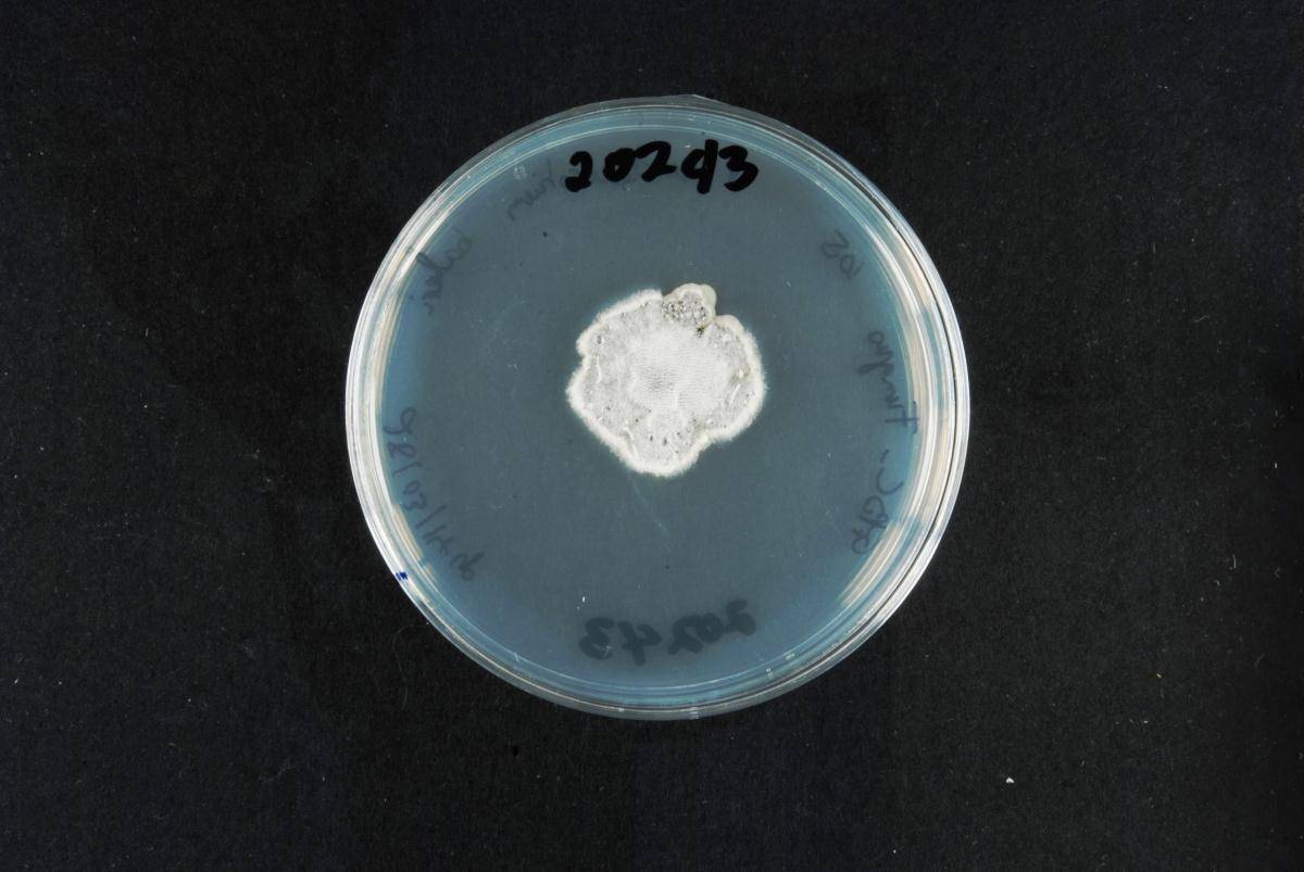 Pseudeurotium bakeri image