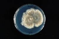 Phomopsis fukushii image