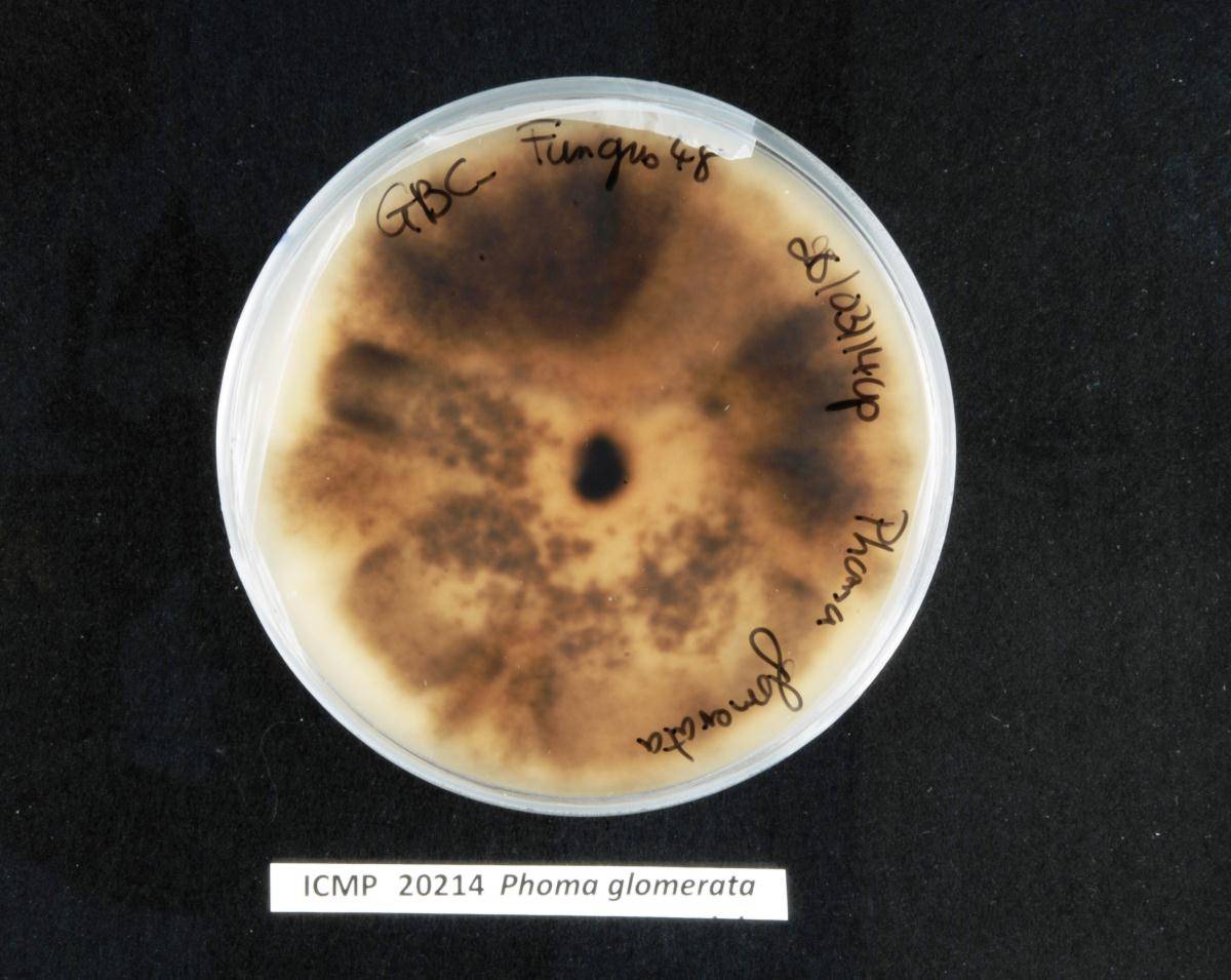 Didymella segeticola image