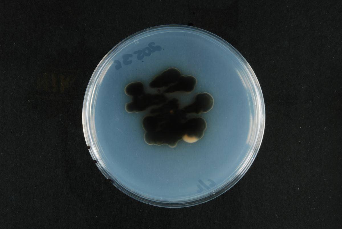 Phaeophleospora image