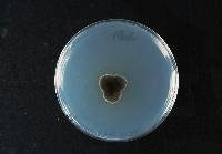 Ramularia sphaeroidea image