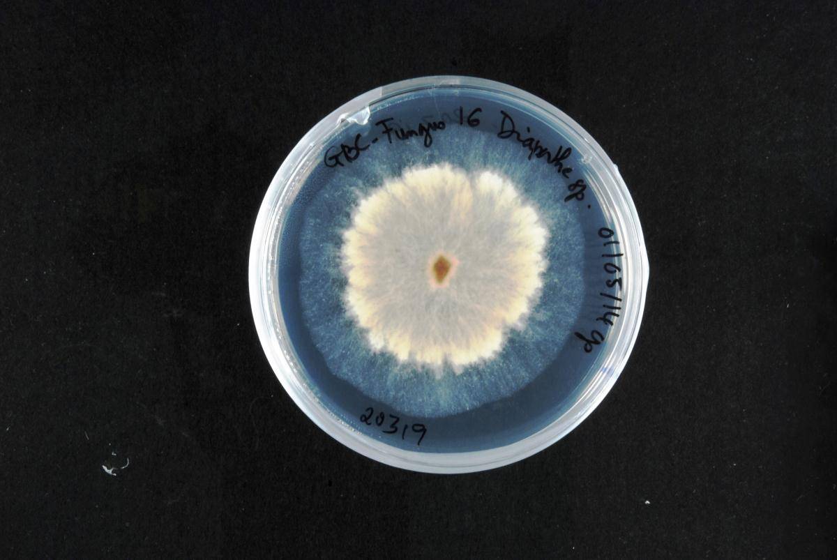 Diaporthe lusitanicae image
