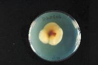 Vamsapriya indica image