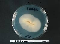 Mycena interrupta image