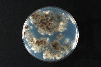 Homortomyces tamaricis image