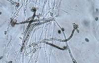 Stachybotrys chartarum image