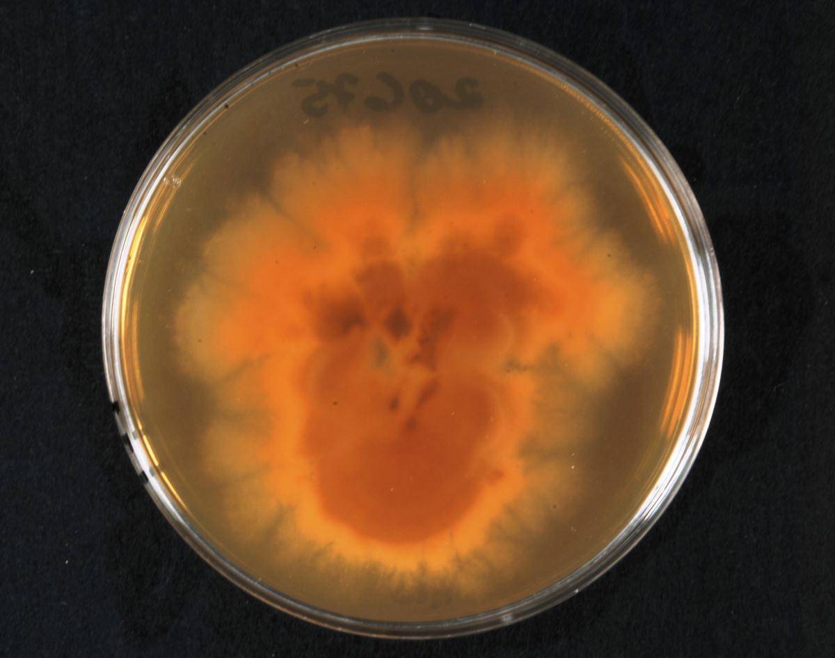 Fusarium acuminatum image
