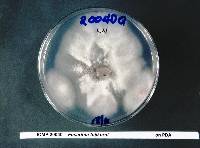 Fusarium fujikuroi image