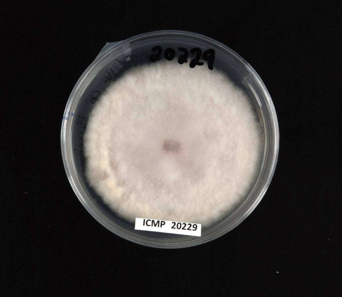 Fusarium tricinctum image