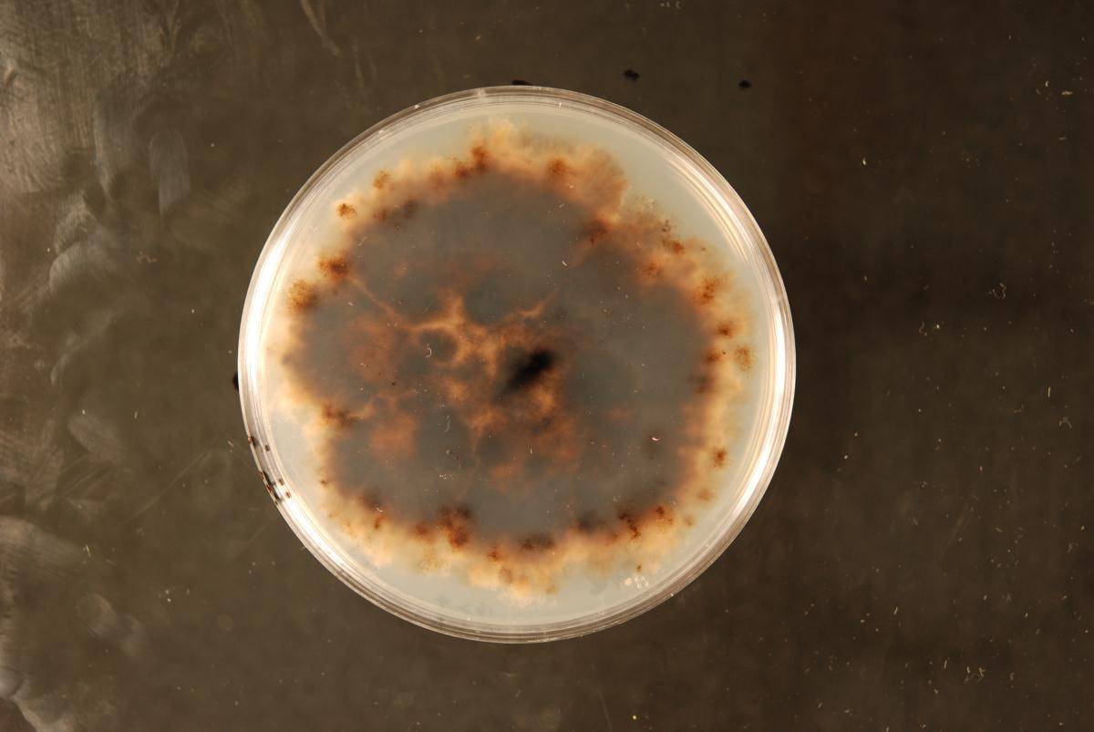 Anthostomella helicofissa image