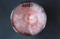 Fusarium poae image