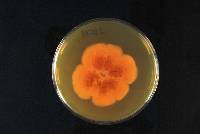 Rhodocollybia butyracea image