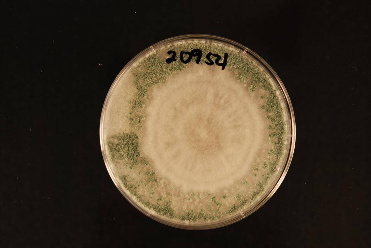 Trichoderma asperelloides image