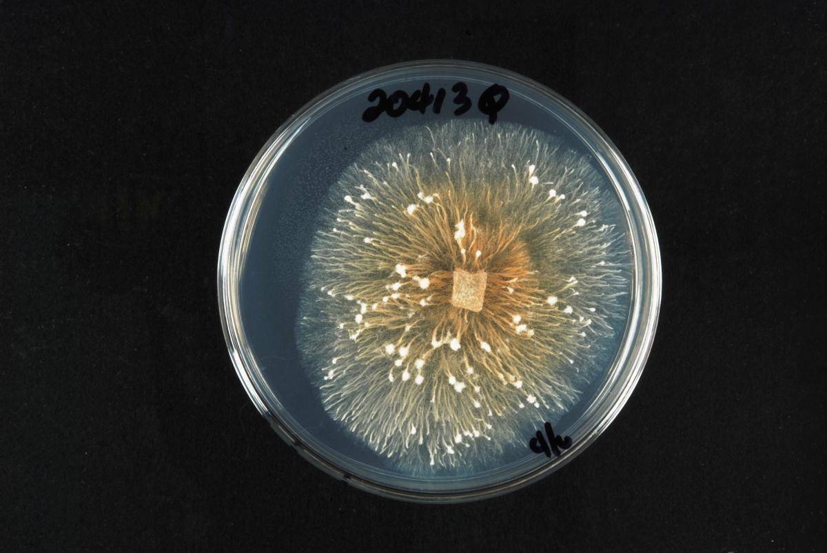 Pestalotiopsis foedans image