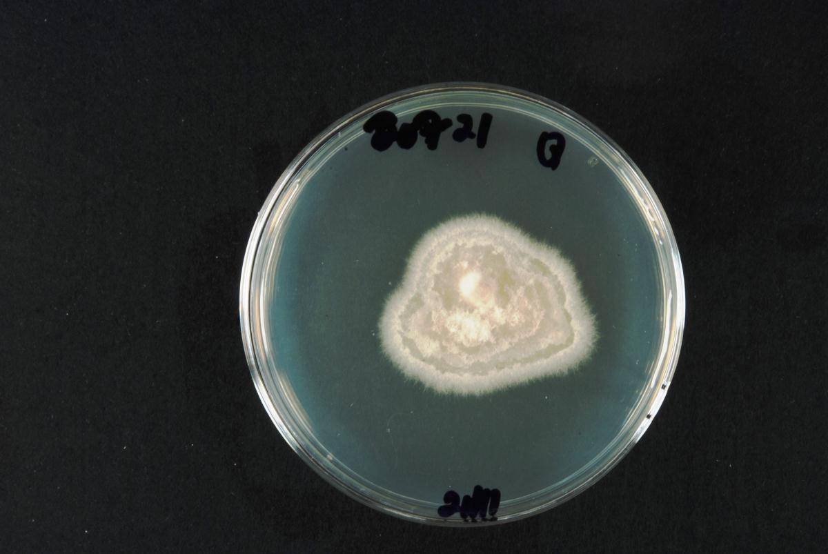 Alternaria metachromatica image