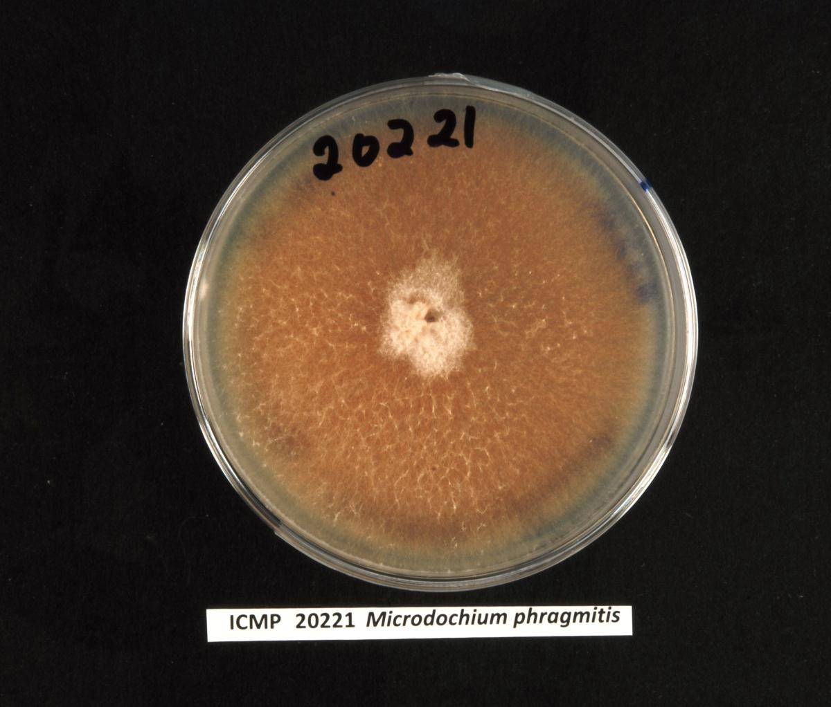 Microdochium phragmitis image