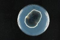 Roussoella nitidula image