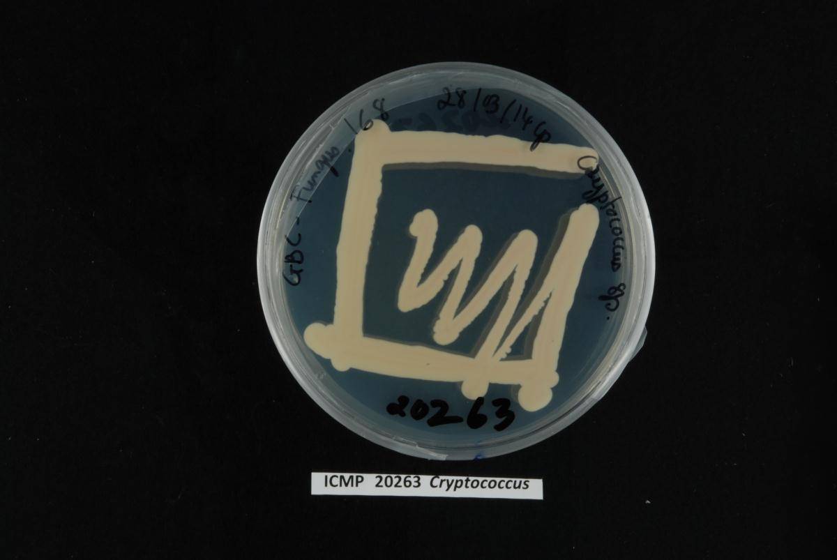 Holtermanniella festucosa image