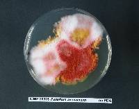 Fusarium avenaceum image