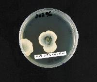 Penicillium attenuatum image