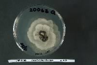 Pseudorobillarda sojae image