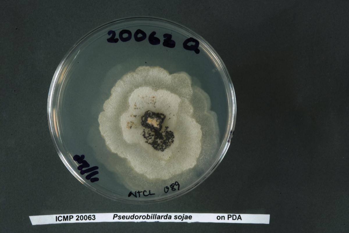 Pseudorobillarda image