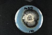 Mycosphaerella tassiana image