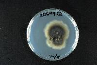 Hapalocystis berkeleyi image