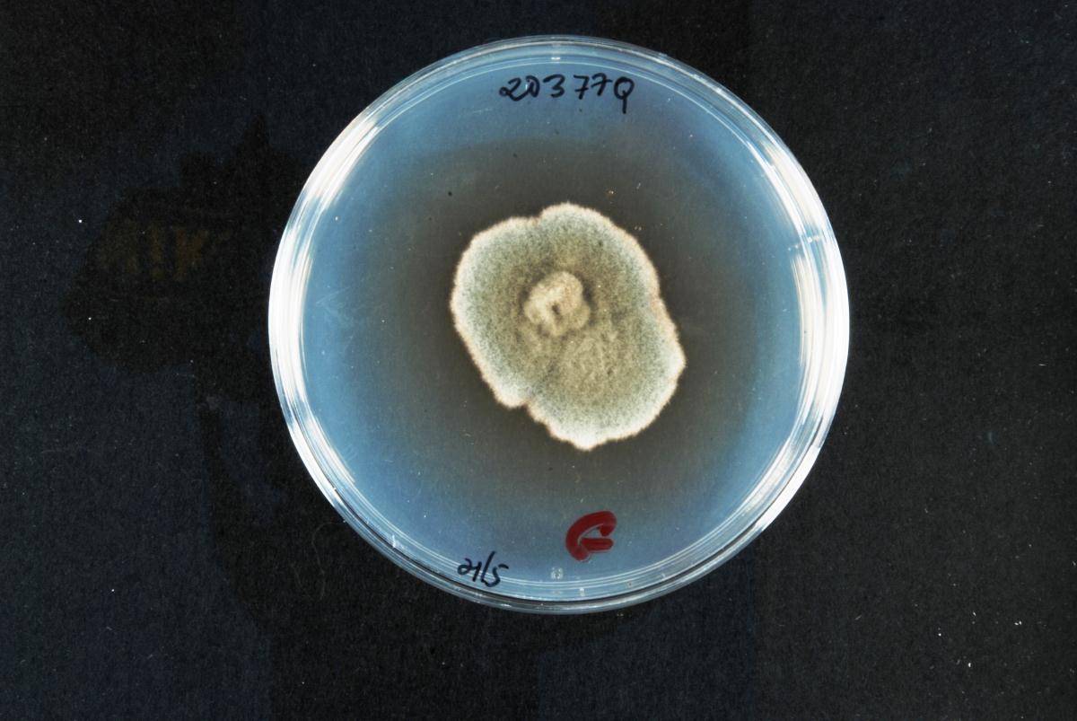 Roussoella siamensis image