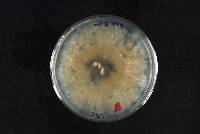 Phomopsis fukushii image