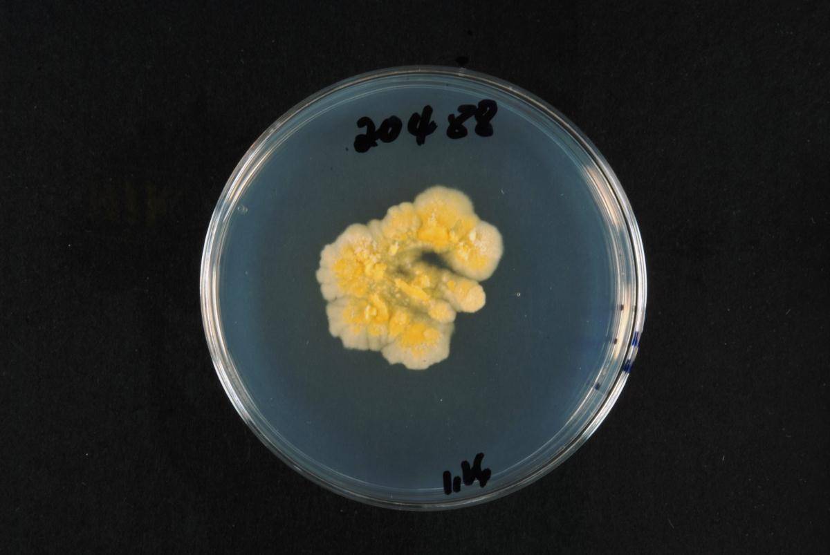 Dacrymyces stenosporus image