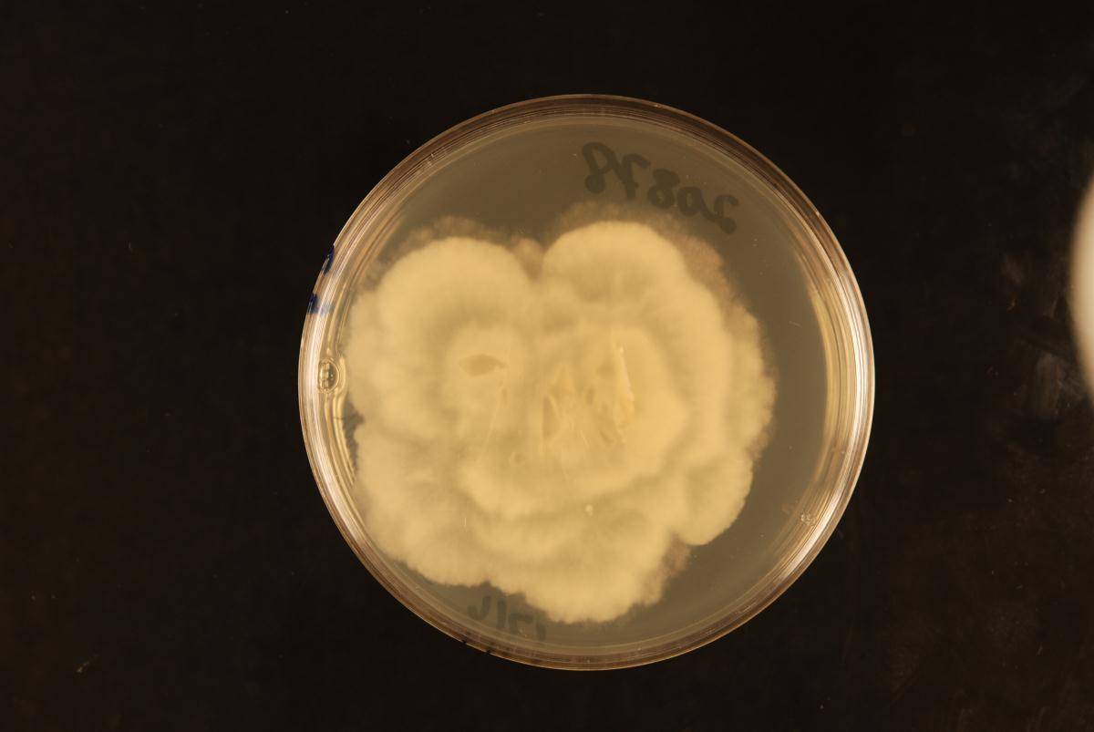 Absidia heterospora image