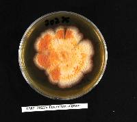 Epicoccum italicum image