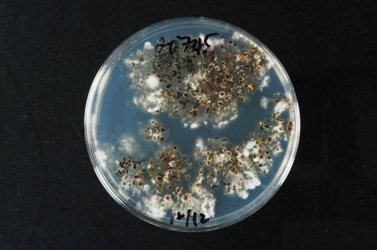 Homortomyces tamaricis image