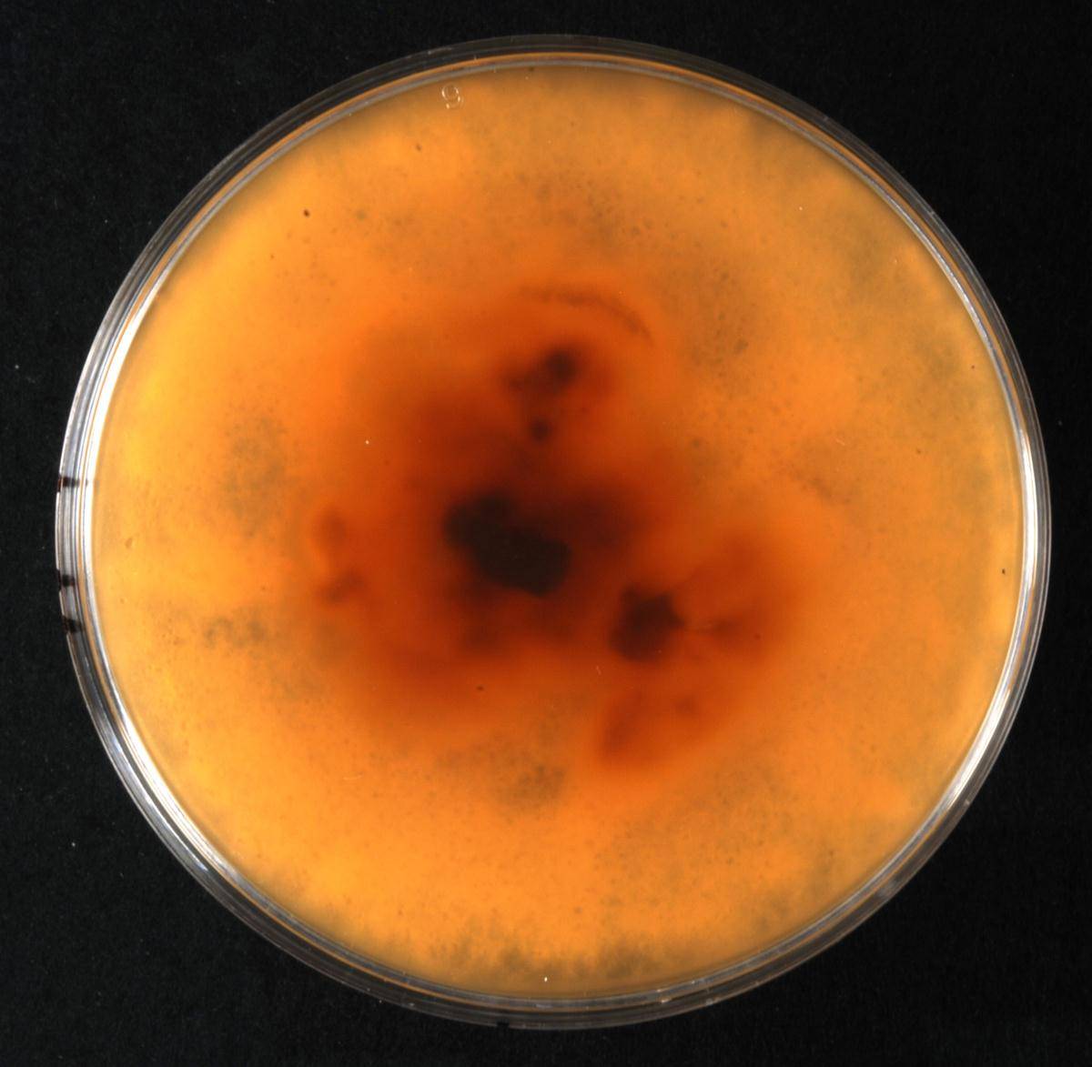 Parastagonospora italica image