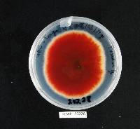 Fusarium tricinctum image