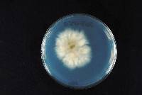 Homortomyces tamaricis image