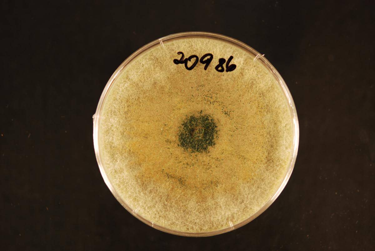 Trichoderma pleuroticola image