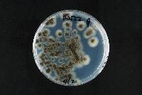 Aspergillus brasiliensis image