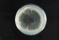 Roussoellopsis macrospora image